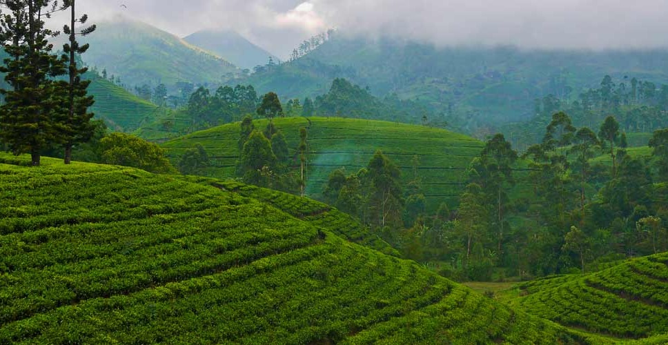 Tea Country